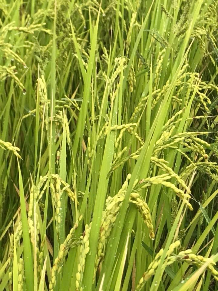 稲の生育状況