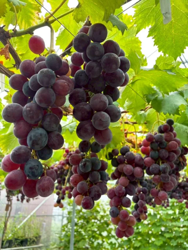 ．．
⁡
＼ 🍇 自社農園で大切に育てたぶどうをお届けします ／

8月10日からあんこ椿のぶどうフェアが
ひと足早くスタートします😊👏🏻

まずは8月10日から
＊ ピオーネの販売がはじまります

そして8月17日からは
＊ 昭平紅も仲間入り

さらに、搾りたてぶどうジュースやスムージー、
季節のソフトクリーム(ぶどう添え)なども
お楽しみいただけます🍨✨️

8月17日からは本格的に
ぶどうを楽しんでいただけるフェアに♪♪

これから少しずつ登場する
旬のぶどうのおいしさをお楽しみに！

ぜひ、あんこ椿で
夏のぶどうを楽しんでください🍇🫧
⁡
 #日進市  #喫茶店  #自家製
 #天然酵母  #ワイン
⁡